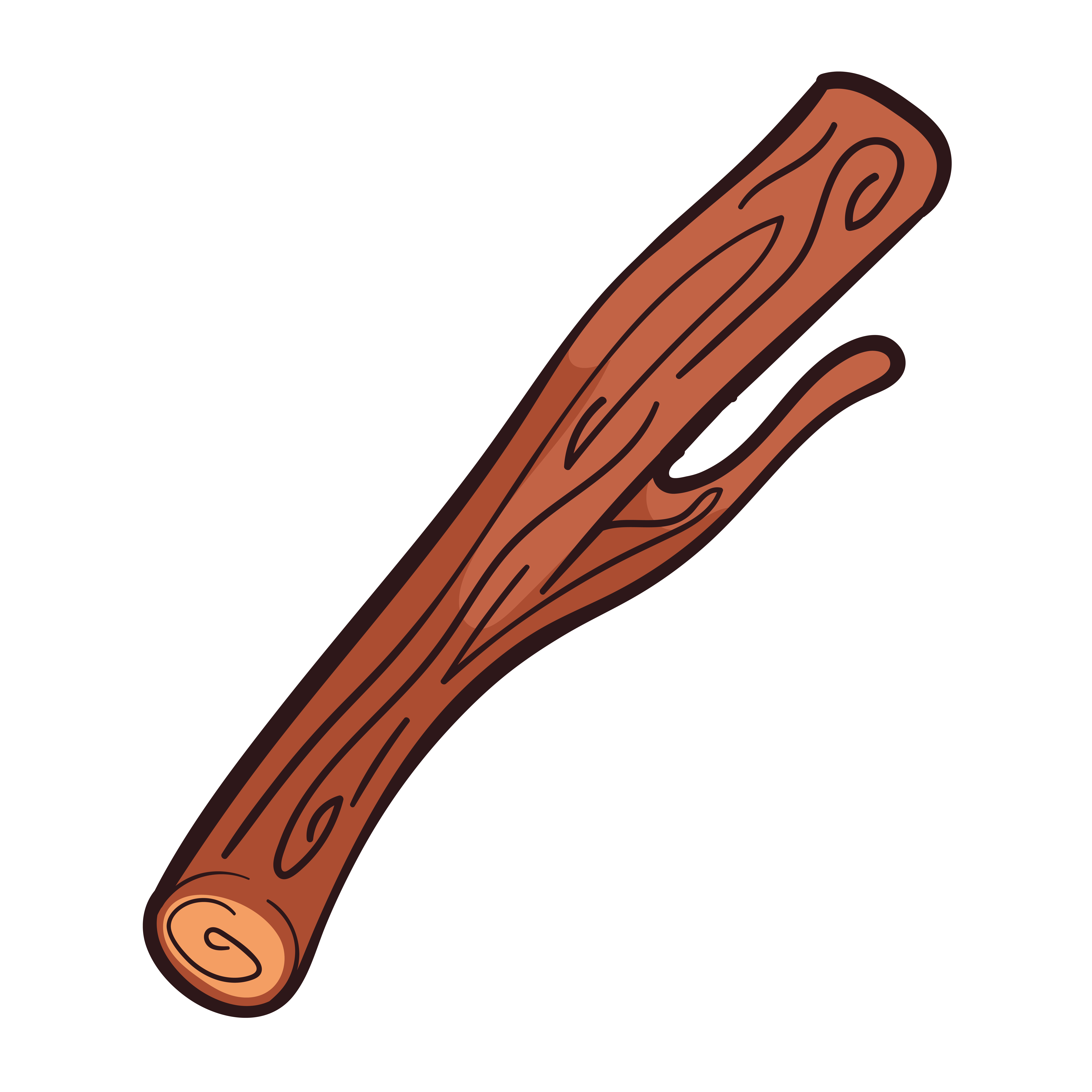 Licorice (Glycyrrhiza glabra)